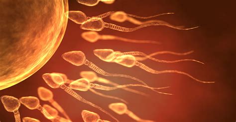 temps spermatozoïdes ovule|La Course du Spermatozoïde vers l’Ovule